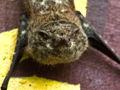 Long-nosed Bats, Cuero y Salado Wildlife Refuge, Honduras