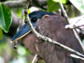 Boat-billed Heron, Cuero y Salado Wildlife Refuge, Honduras