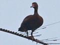 Black-bellied Whistling-Duck, Honduras