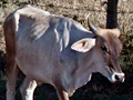 Cattle Along the Road, Honduras