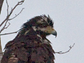 Common Black Hawk (Mangrove Black Hawk), Cuero y Salado Wildlife Refuge, Honduras