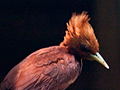 Chestnut-colored Woodpecker, Honduras