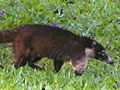 White-nosed Coati, Honduras