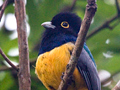 Gartered Trogon, Honduras