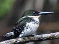 Green Kingfisher, Cuero y Salado Wildlife Refuge, Honduras