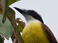 Great Kiskadee, Honduras