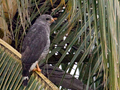 Gray Hawk, Honduras