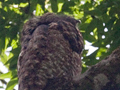 Great Potoo, Honduras