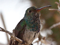 Honduran Emerald, Honduras