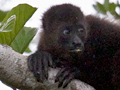 Howler Monkey, Cuero y Salado Wildlife Refuge, Honduras