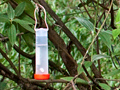 Hummingbird Feeders, Honduras