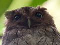 Middle American Screech-Owl wasVermiculated Screech-Owl, Honduras