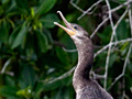 Neotropic Cormorant, Cuero y Salado Wildlife Refuge, Honduras