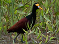 Northern Jacana, Cuero y Salado Wildlife Refuge, Honduras