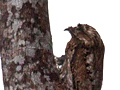 Northern Potoo, Cuero y Salado Wildlife Refuge, Honduras