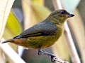 Olive-backed Euphonia, Honduras