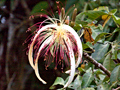 Pachira aquatica, Cuero y Salado Wildlife Refuge, Honduras