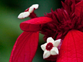 Poinsettia, Honduras