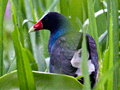 Purple Gallinule, Honduras