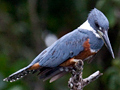 Ringed Kingfisher, Cuero y Salado Wildlife Refuge, Honduras