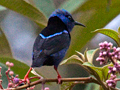 Red-legged Honeycreeper, Honduras