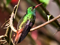 Rufous-tailed Hummingbird, Honduras