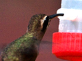 Stripe-throated Hermit, Honduras