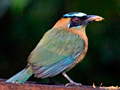 Turquoise-browed Motmot, Honduras