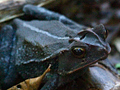 Rainforest Toad, Honduras