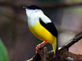 White-collared Manakin, Honduras