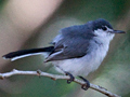 White-lored Gnatcatcher, Honduras