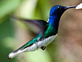 White-necked Jacobin, Honduras