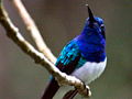 White-necked Jacobin, Honduras