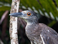 Yellow-crowned Night-Heron, Cuero y Salado Wildlife Refuge, Honduras