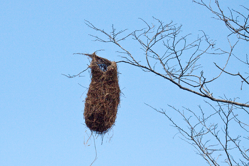 Altamira Oriole Nest, Honduran Emerald Refuge, Olanchito, Honduras