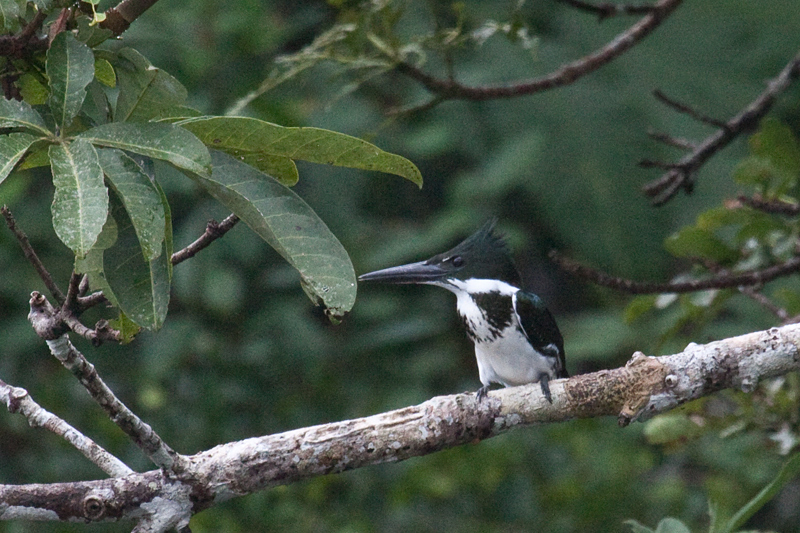 Female Amazon Kingfisher, Cuero y Salado Wildlife Refuge, Honduras