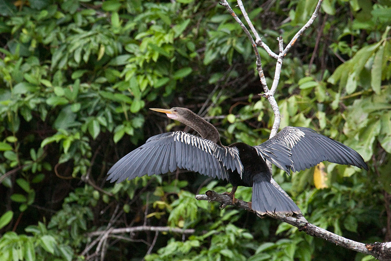 Female Anhinga, Cuero y Salado Wildlife Refuge, Honduras