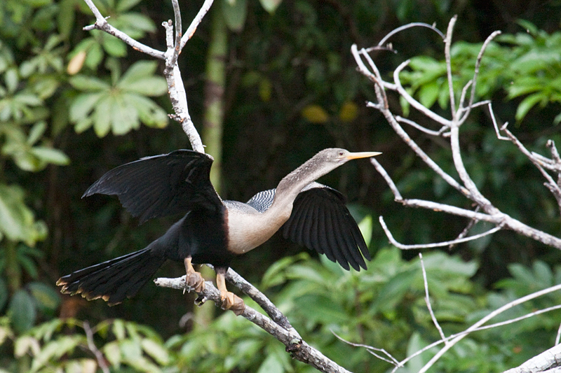 Female Anhinga, Cuero y Salado Wildlife Refuge, Honduras