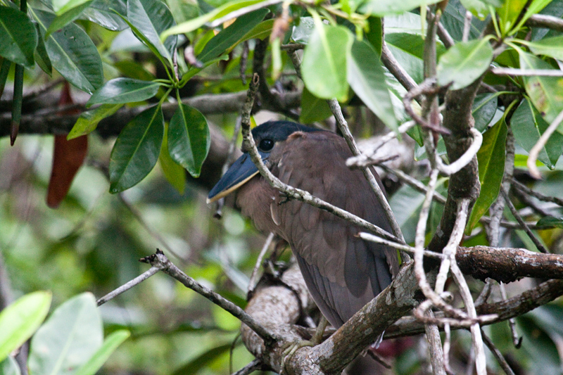 Boat-billed Heron, Cuero y Salado Wildlife Refuge, Honduras