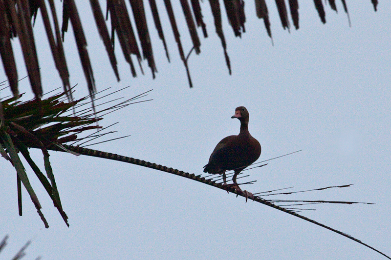 Black-bellied Whistling-Duck, On the Train to Cuero y Salado Wildlife Refuge, Honduras