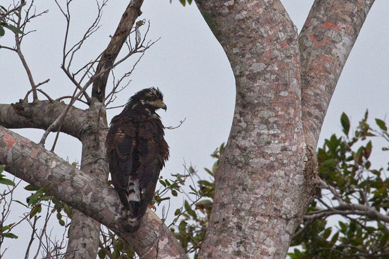 Immature Common Black Hawk (Mangrove Black Hawk), Cuero y Salado Wildlife Refuge, Honduras