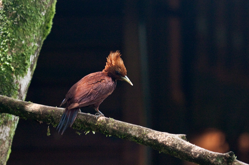 Chestnut-colored Woodpecker, The Lodge at Pico Bonito, Honduras