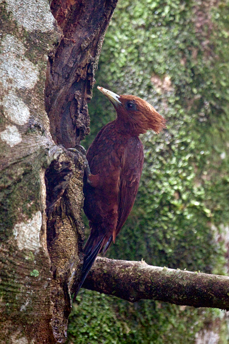 Chestnut-colored Woodpecker, The Lodge at Pico Bonito, Honduras