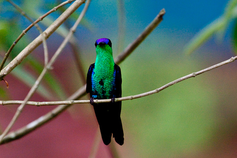 Crowned Woodnymph (Violet-crowned Woodnymph), Rio Santiago Nature Resort, Honduras