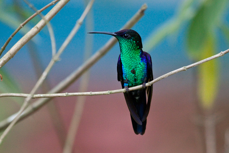 Crowned Woodnymph (Violet-crowned Woodnymph), Rio Santiago Nature Resort, Honduras