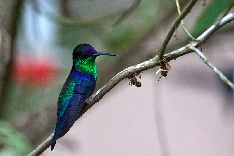 Crowned Woodnymph (Violet-crowned Woodnymph), Rio Santiago Nature Resort, Honduras