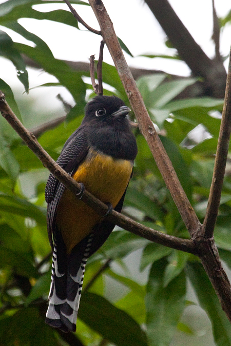 Female Gartered Trogon, The Lodge at Pico Bonito, Honduras