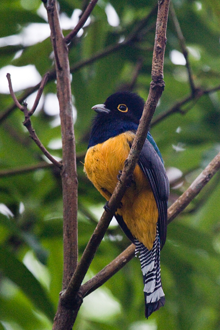 Male Gartered Trogon, The Lodge at Pico Bonito, Honduras