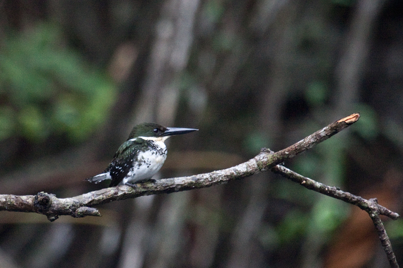 Female Green Kingfisher, Cuero y Salado Wildlife Refuge, Honduras