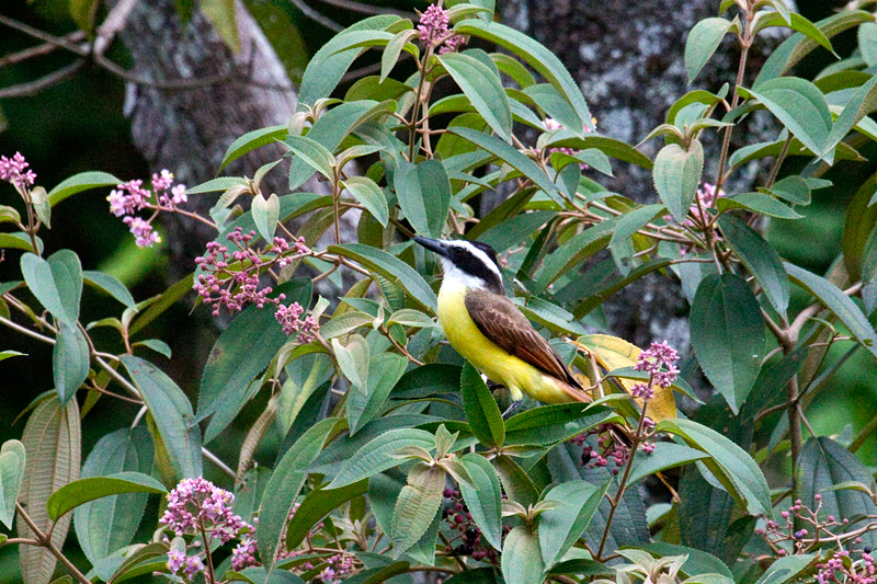 Great Kiskadee, The Lodge at Pico Bonito, Honduras